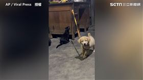 小狗狗拼命想往外跑，不斷喊叫希望主人放掉繩索。