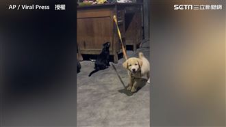 聰明的小黑貓幫小狗狗解開繩索