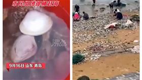 梅花颱風,山東,海鮮（圖／翻攝自沸點視頻）