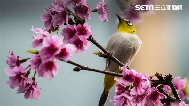 寵物鳥市場需求量大　恐在野外絕跡