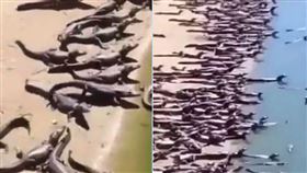 鱷魚,巴西,沙灘,入侵,災難,地震,海嘯,加拿大,動物學家https://twitter.com/Bellamari8mazz/status/1570883038761869313?ref_src=twsrc%5Etfw%7Ctwcamp%5Etweetembed%7Ctwterm%5E1570883038761869313%7Ctwgr%5Eb26c588973c63bdca28f4b90b56