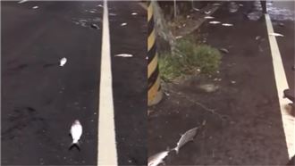 地震太晃！瘋傳「魚跳馬路送死」影片