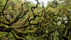 林務局特遣隊深入中央山脈探秘境（3）林務局台東林管處各個工作站挑選熟悉資源調查員工，與高山協作員，組成深山特遣隊，每年不定期深入山區調查、探訪森林秘境。圖為原始霧林美景。（台東林管處提供）中央社記者盧太城台東傳真　107年12月25日