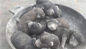 雲林天聖宮的金爐被狗媽媽當產房，生下9隻黑萌幼犬。（圖／翻攝童姓愛媽臉書）