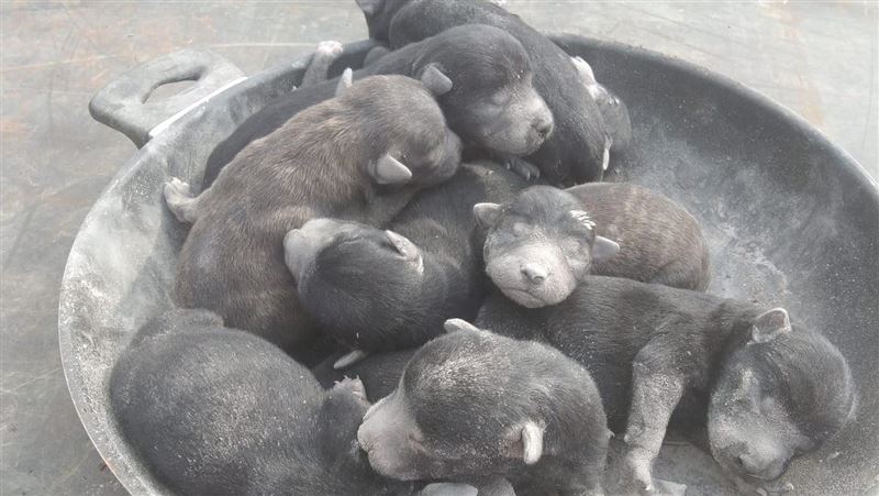 狗媽媽金爐當產房　義工救出9萌幼犬