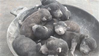 狗媽媽金爐當產房　義工救出9萌幼犬