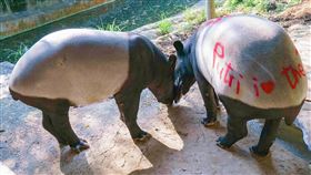 為補強監視器錄影畫面的辨識度，保育員決定在「Putri」的屁股上用「發情蠟筆」留下畫畫痕跡，以方便記錄兩貘的最新放閃進度。（圖／翻攝自臺北市立動物園粉專）