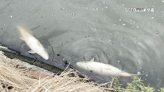 大量虱目魚躍上岸翻肚　漁民損失慘重