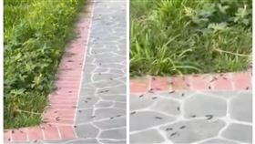 馬陸,新北,公園,地震