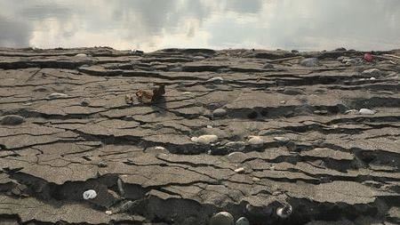 地震目睹沙洲「裂開」　他：土壤液化