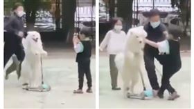 薩摩耶犬撞人（圖／翻攝自全是狗狗啊微博）
