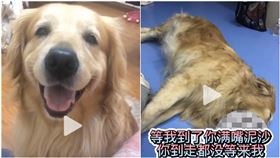 愛犬被借去拍戲…不到一天「滿嘴泥沙」慘死！劇組遭控虐狗（圖／翻攝自微博）