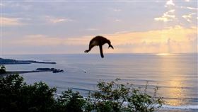 ▲猴子遇強震嚇到跳樹逃竄。（圖／翻攝自【Nga'ayho】你好，東海岸臉書）