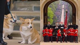 女王飼養的柯基犬目送靈柩。（圖／翻攝自The Royal Family臉書）
