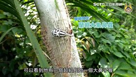 ▲▼「皮特」觀察。（ 圖／皮特玩自然　授權）