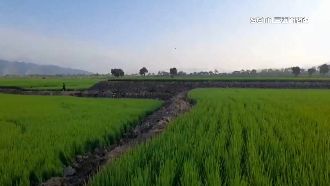 獨／松浦農田變滑草場　農民損失破千萬