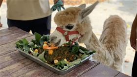 台南,頑皮世界,羊駝,安格,義肢,黃金左腿,生日