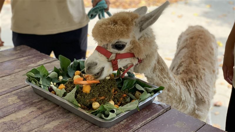 羊駝安格2歲了！裝「黃金左腿」開心狂奔