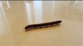 馬陸https://www.flickr.com/photos/eager/20645259430/in/photolist-xsmmmN-eJYkit-eXctAK-eKWkad-eDEj2Z-xJ8kjj-xJY88a-xssV1c-xGDgsh-xsmA7w-xJY6VF-gXsAdn-nimNtd-nimVkZ-niFqJW-ngANf5-ngAMtq-nimUJP-niDdwK-ngpM