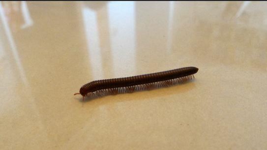 100隻馬陸塞爆公園　網嚇喊：前兆？