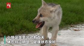 北極狼(圖/翻攝自微博)