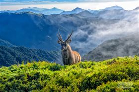 奇萊山神獸、水鹿（圖／LongHwa Liu授權使用）