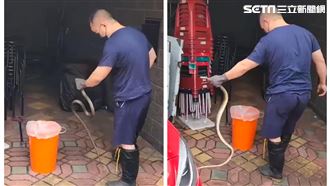 地震震出蛇群？1米長南蛇攻擊畫面曝