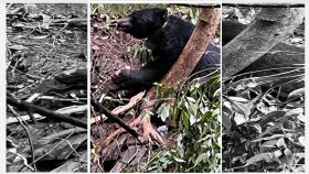 東卯山黑熊，編號568，野放，遭殘忍殺害，獵槍貫穿，祖孫三代，冷血(圖／翻攝畫面)