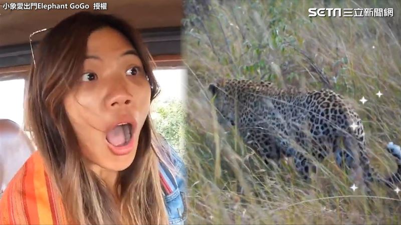 台灣妹獨闖非洲　撞見超罕見花豹連司機都興奮