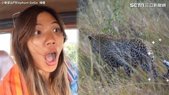 台灣妹獨闖非洲　撞見超罕見花豹連司機都興奮