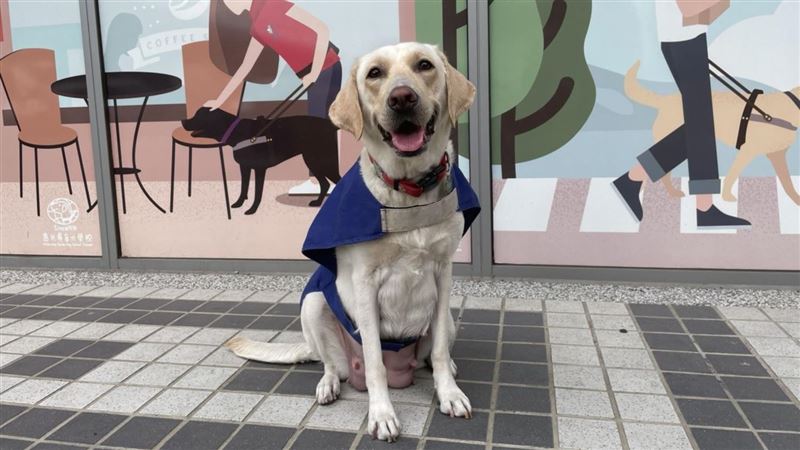冷凍精液培育導盲犬將現身　寄養家庭招募中
