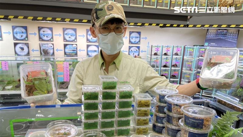 最會生的「男人」　催生2百餘隻箭毒蛙