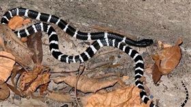 雨傘節,毒蛇,渭南市,中國,陝西,北京市海淀區人民法院（圖／翻攝自《信號財經》）