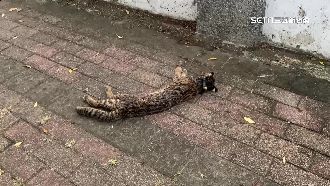 呆萌石虎野放僅2週　遭狗群攻擊倒地亡