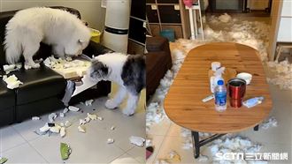 不到2小時...新沙發被2毛孩咬爛　飼主愣