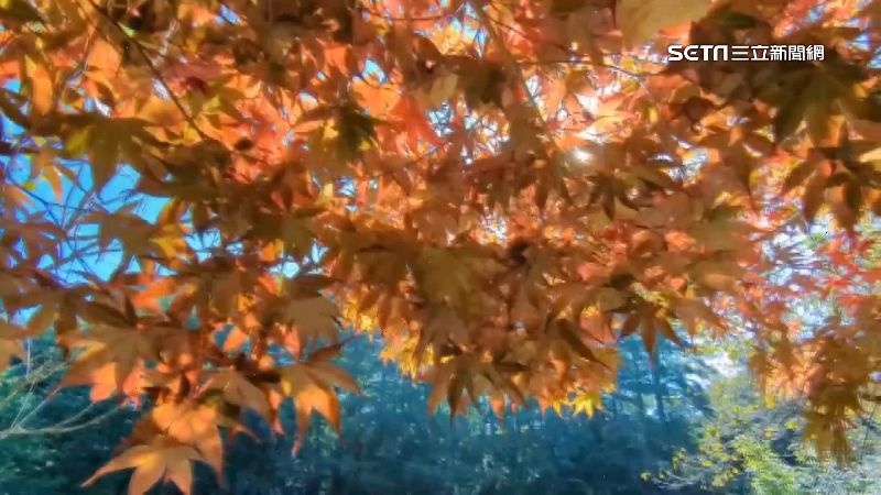 全台最早楓紅報到　福壽山楓紅美景秋意濃