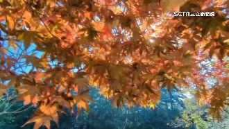 全台最早楓紅報到　福壽山楓紅美景秋意濃