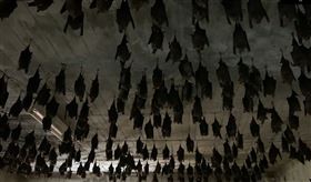 千隻台灣葉鼻蝠，彰化市四面佛寺，918地震如水晶吊燈晃動(圖／翻攝畫面)
