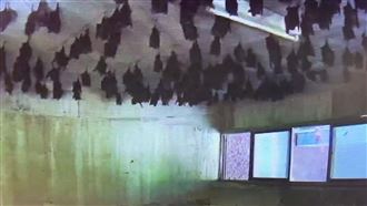 6.8強震照睡！千隻蝙蝠如黑水晶燈晃不暈