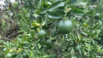 柑橘災損慘　果農：種了60年沒見過這慘況