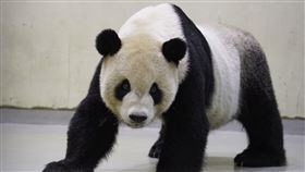 大貓熊「團團」(園方提供)