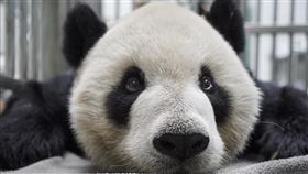 大貓熊「團團」(園方提供)