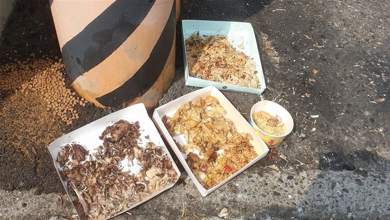 鄰居用廚餘餵浪浪　他1理由氣炸：假愛心
