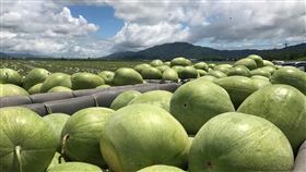 花蓮大西瓜採收上市 花蓮大西瓜栽種品種主要為「華寶西瓜」，是花蓮縣的「綠鑽」，平均每顆約重25至28台斤，第一期花蓮西瓜大約在5月中、下旬上巿，產期約一個月。（農糧署東區分署提供）中央社記者李先鳳傳真  111年5月10日