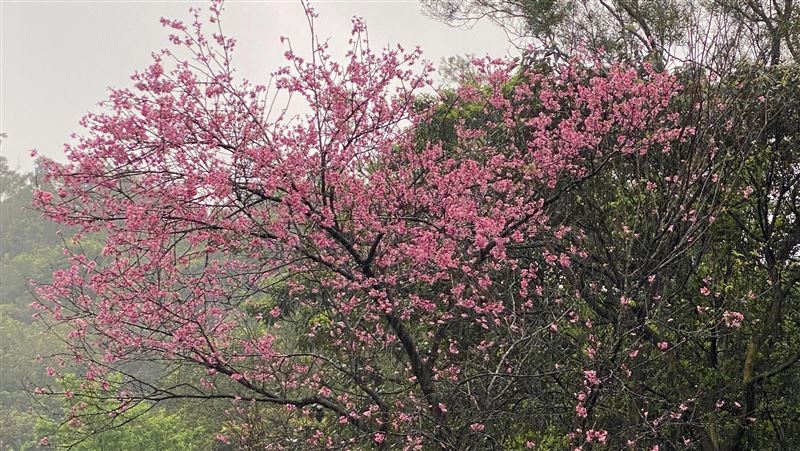 新北的「櫻花大道」雙溪雙泰產業道路