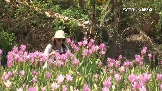 秋日賞花秘境　台中外埔粉紅花海盛開