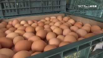 母雞老了缺「新生力軍」　蛋農憂持續缺蛋