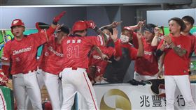 ▲味全龍林智勝生涯299轟。（圖／味全龍球團提供）