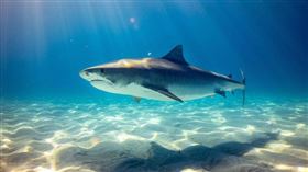 ▲美國科學家追蹤一隻大白鯊，意外發現其移動路線相當有趣。（示意圖／Unsplash）

