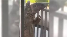 ▲美國奧蘭多市的一名屋主突然發現客廳窗外有不速之客巨蜥。（圖／翻攝自推特）